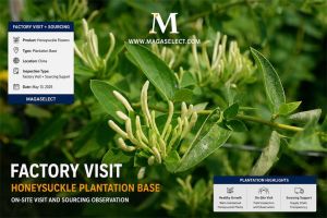 On-Site Visit to a Large Honeysuckle Plantation Base in China
