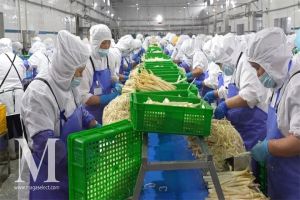 On-Site Assessment of Asparagus Plantation and Processing Facility in China