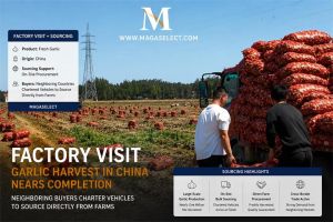 On-Site Observation of China's Garlic Harvest and Cross-Border Procurement Activities
