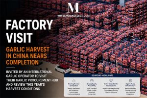 Production Follow-Up Insights from China's Garlic Supply Chain,Factory Visit & Buyer Sourcing: