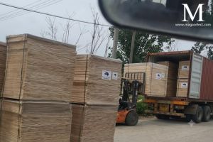Export Readiness and On-Site Loading Inspection of Paulownia Edge-Glued Panels for the Australian Market