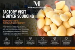 On-Site Garlic Processing Visit for Korean Buyer Order Fulfillment