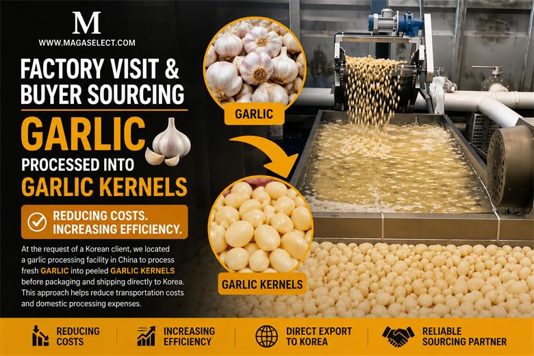 On-Site Garlic Processing Visit for Korean Buyer Order Fulfillment
