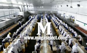 China’s “Asparagus Capital” Asparagus Demand Continues to Rise