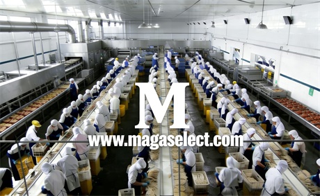 China’s “Asparagus Capital” Asparagus Demand Continues to Rise